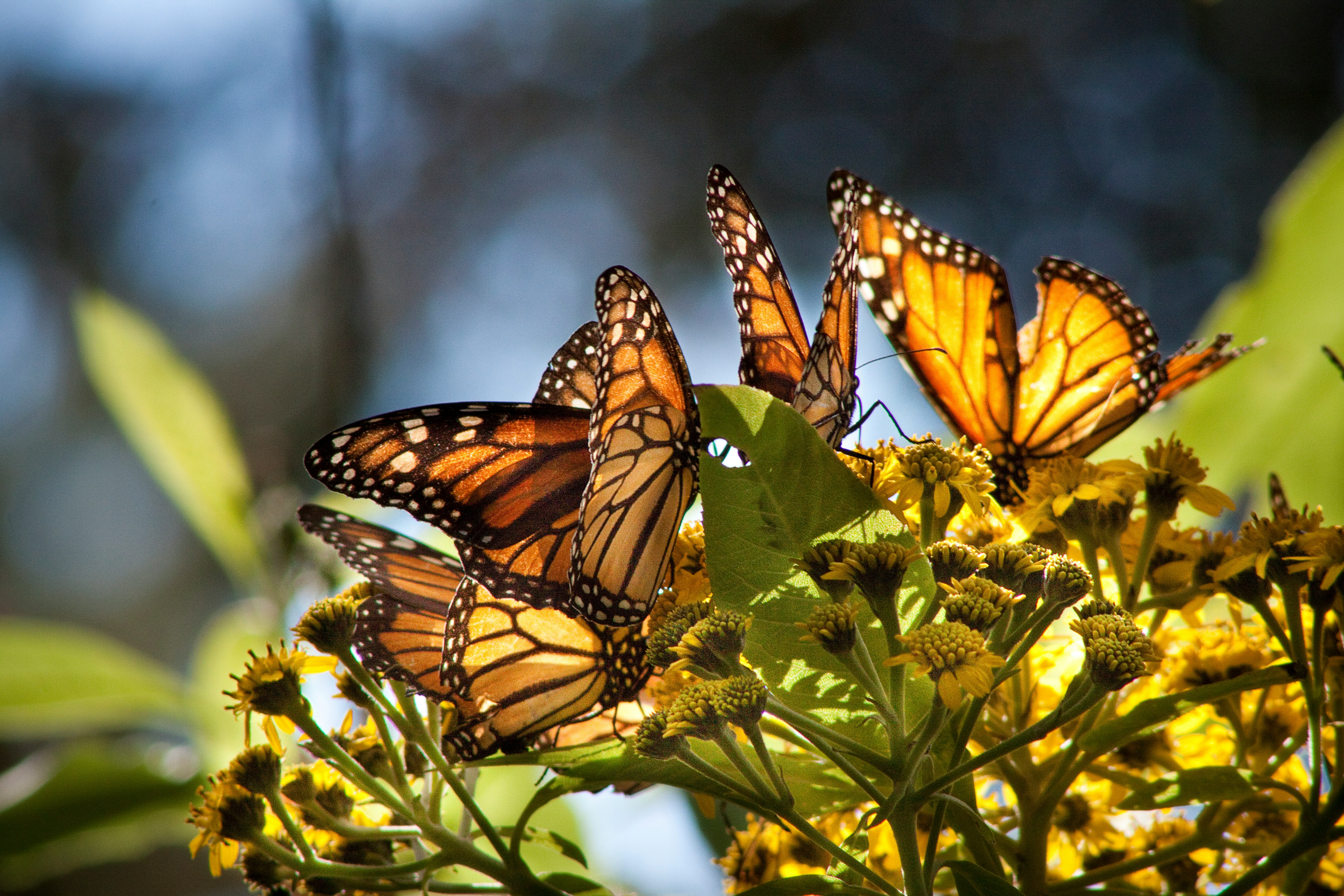 Monarch butterflies contribute to the health of the planet by pollinating wildflowers. Their population has declined by approximately 90 percent since the 1990s, due to habitat loss.